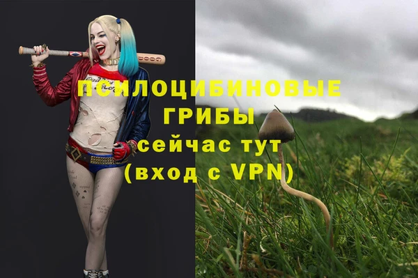 стаф Зерноград